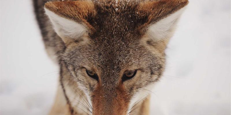 基于意图的网络（IBN）：如何自动化网络服务配置与策略驱动，彻底革新网站维护与故障排除