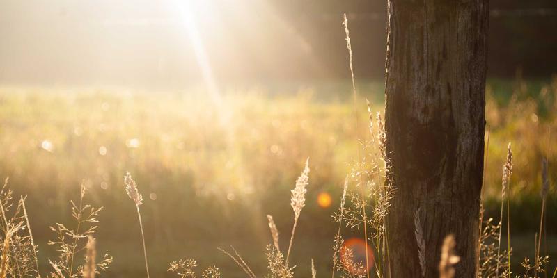 数据中心网络虚拟化演进：从VXLAN到智能运维，如何实现高效故障排除与网站维护