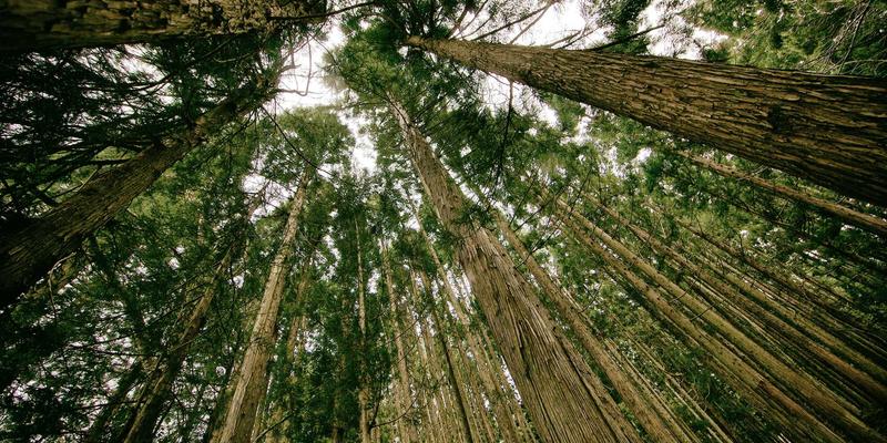 网络即服务：如何通过订阅模式简化系统集成与故障排除，实现无忧网站维护