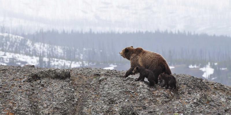 网络服务60：IT支持、系统集成与网站维护的数字化转型新范式
