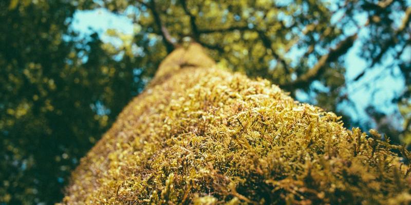 网络服务质量(QoS)监控与优化方法详解：提升网站维护效能的关键策略